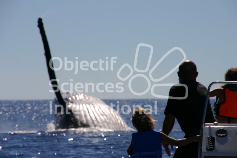 BaleineABosse002.jpg