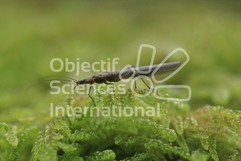 Keywords: insecte