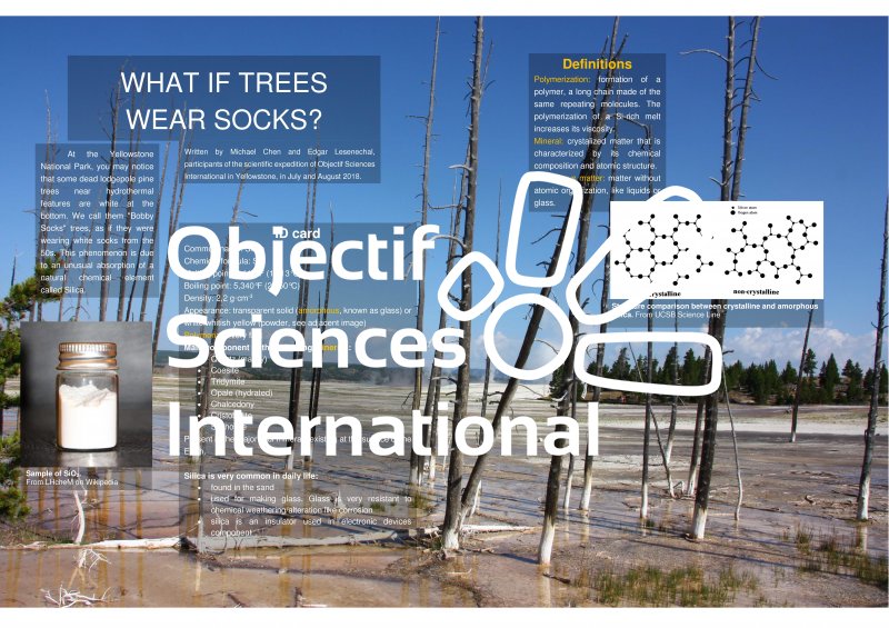 what_if_trees_wore_socks_v3_1.jpg