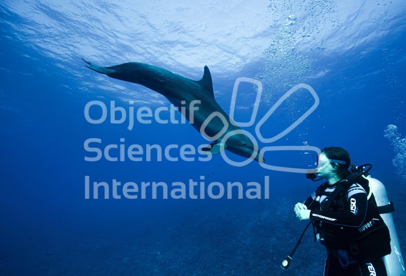 Keywords: tahiti,dolphin,snorkeling,diving