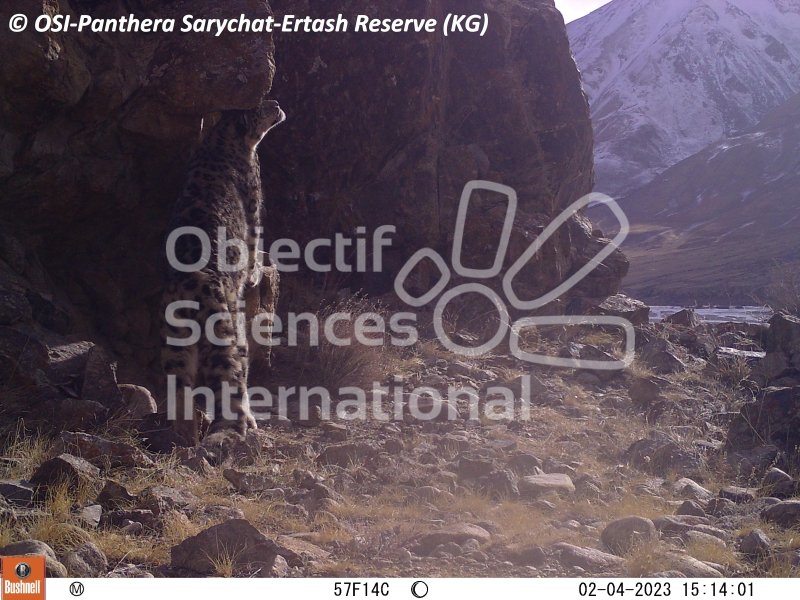 panthères des neiges, marquage
Keywords: Nord de Sarychat-Ertash,Kirghizstan