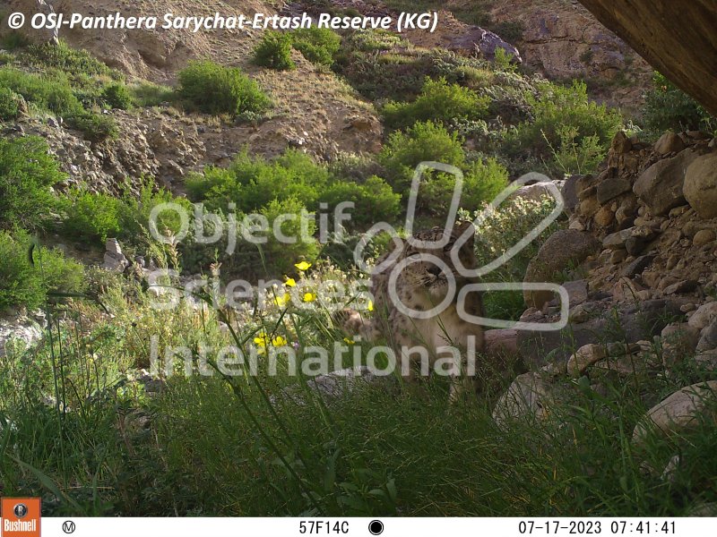Keywords: Nord de Sarychat-Ertash,Kirghizstan,panthère