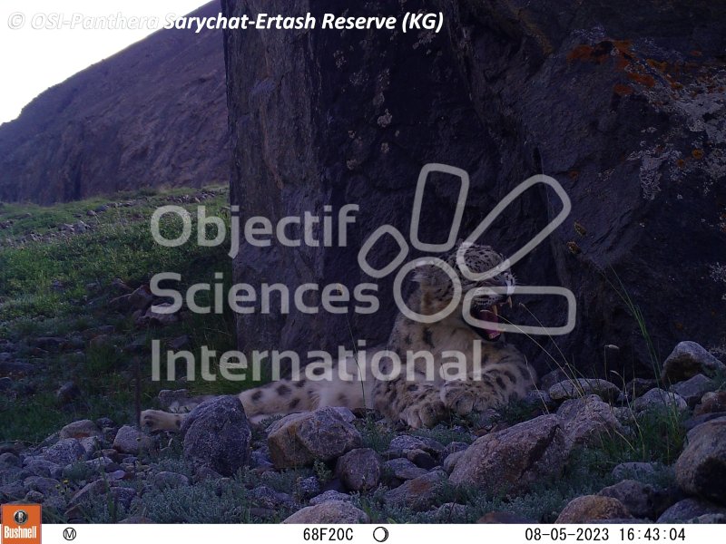 panthères des neiges, 
Keywords: Nord de Sarychat-Ertash,Kirghizstan