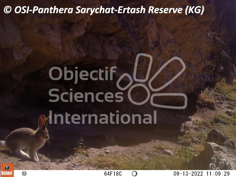 lièvre
Keywords: Nord de Sarychat-Ertash,Kirghizstan