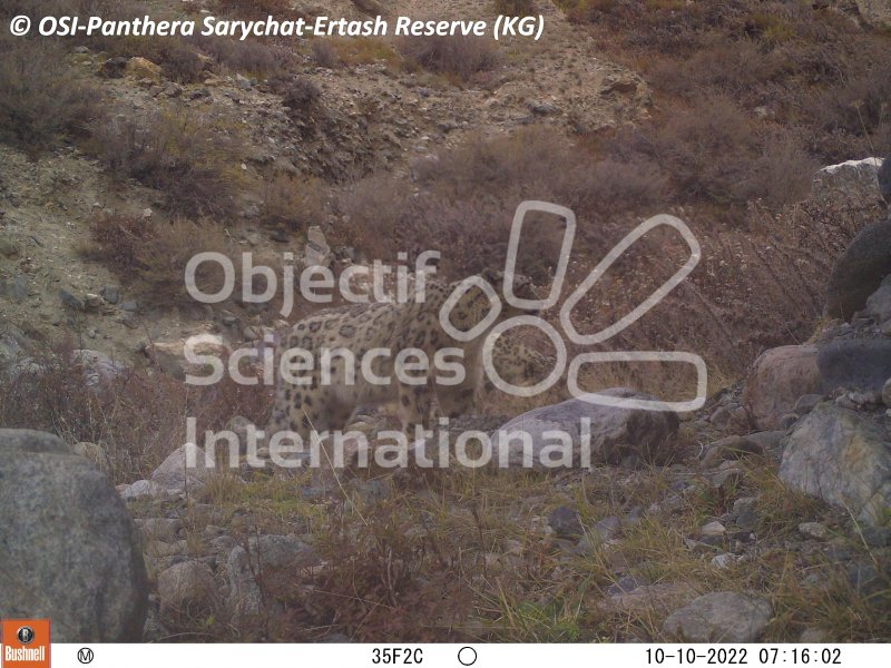 panthère des neiges
Keywords: Nord de Sarychat-Ertash,Kirghizstan