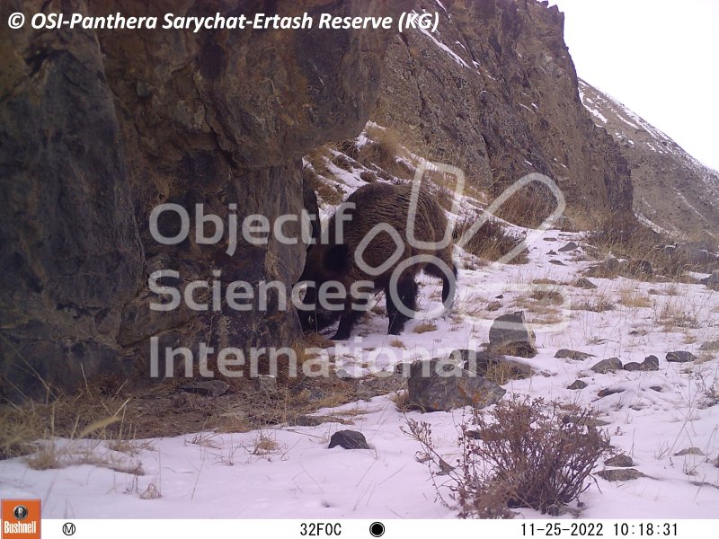 sanglier, atila
Keywords: Nord de Sarychat-Ertash,Kirghizstan