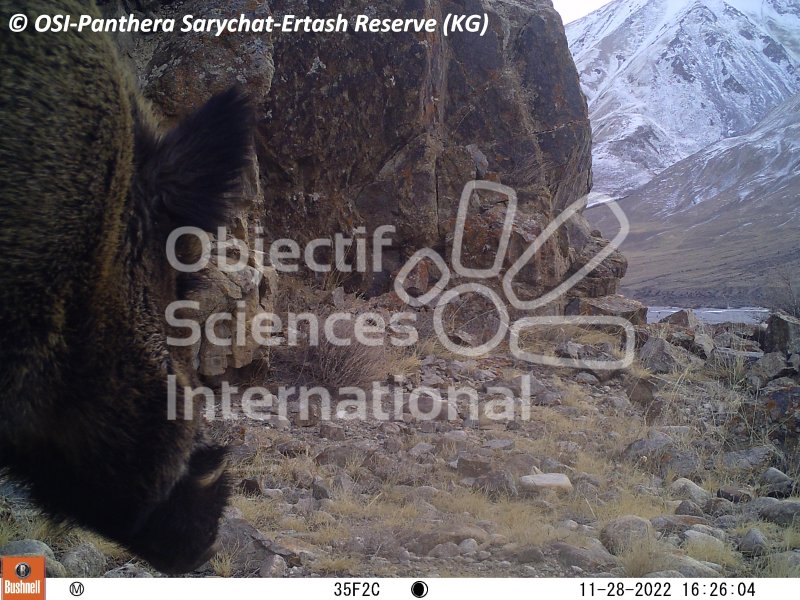 sanglier
Keywords: Nord de Sarychat-Ertash,Kirghizstan