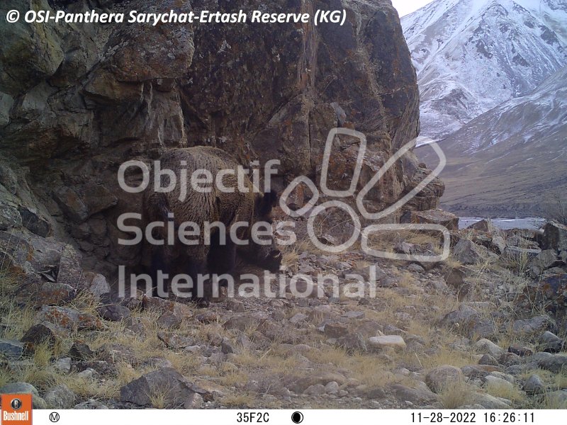 sanglier, atila
Keywords: Nord de Sarychat-Ertash,Kirghizstan