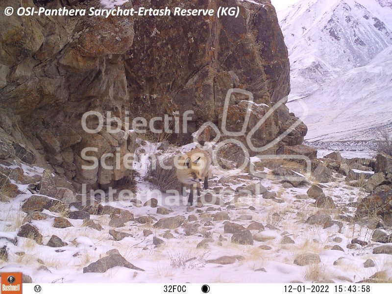 renard
Keywords: Nord de Sarychat-Ertash,Kirghizstan
