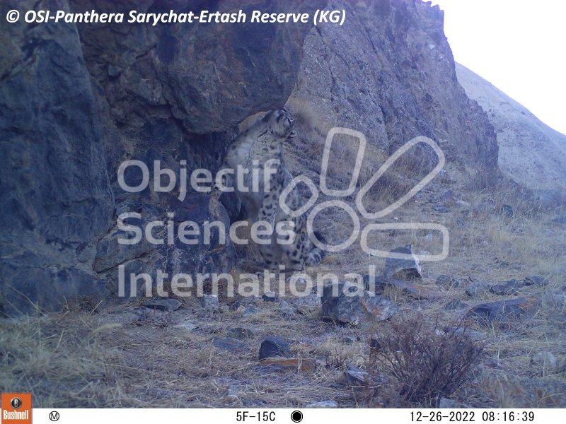 panthère des neiges, marquage
Keywords: Nord de Sarychat-Ertash,Kirghizstan