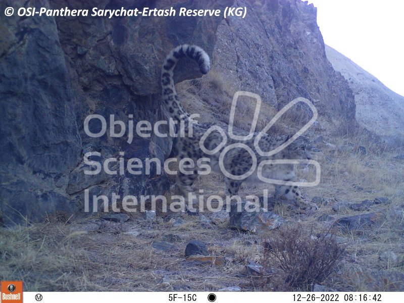 panthère des neiges, marquage urinaire
Keywords: Nord de Sarychat-Ertash,Kirghizstan