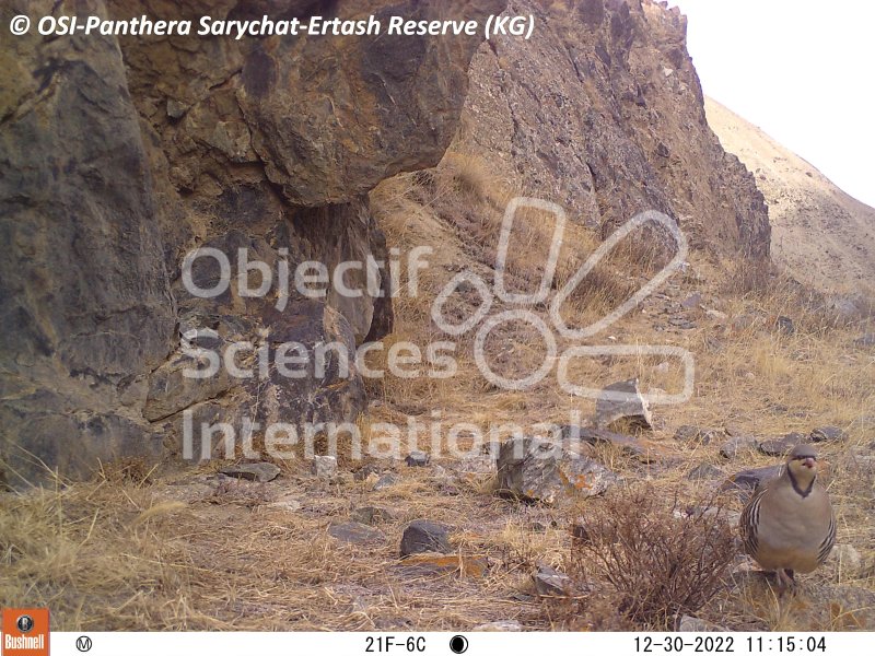 perdrix choukar
Keywords: Nord de Sarychat-Ertash,Kirghizstan