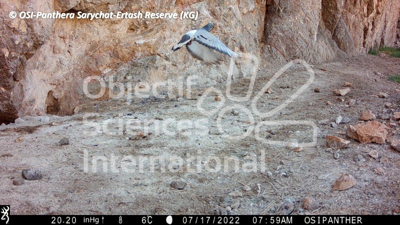 pigeon des rochers
Keywords: Nord de Sarychat-Ertash,Kirghizstan