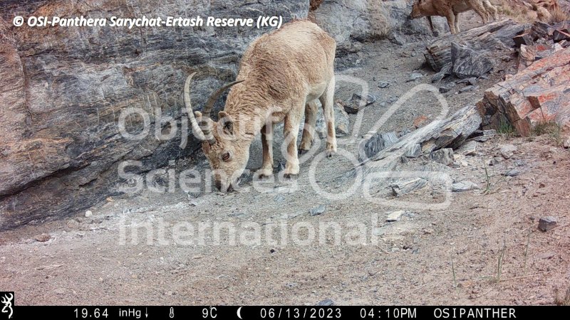 bouquetin de Sibérie, ibex, femelle
Keywords: Nord de Sarychat-Ertash,Kirghizstan