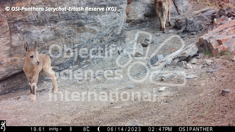 bouquetin de Sibérie, ibex, chevreau
Keywords: Nord de Sarychat-Ertash,Kirghizstan
