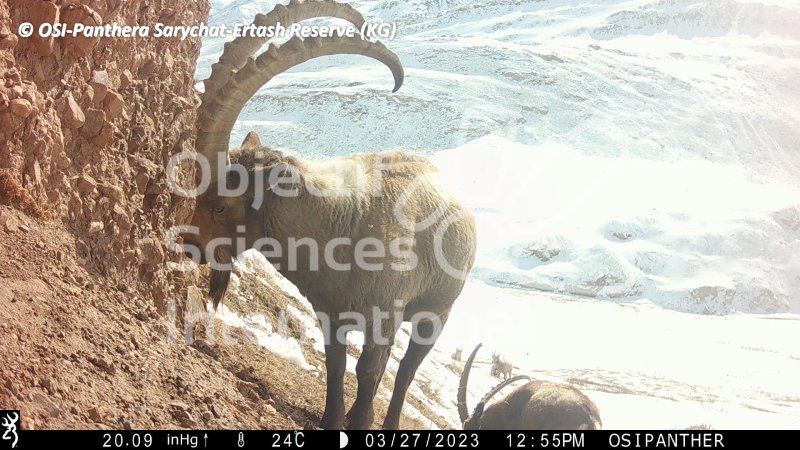 bouquetin de Sibérie, ibex, mâle
Keywords: Nord de Sarychat-Ertash,Kirghizstan