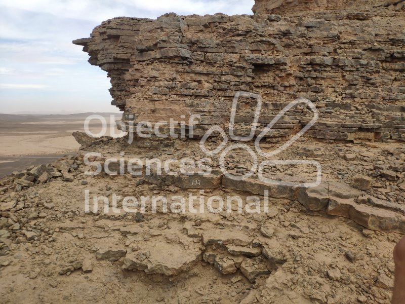IMG_20240216_130430
Keywords: Paléontologie, Maroc, expedition, fossile, dinosaire