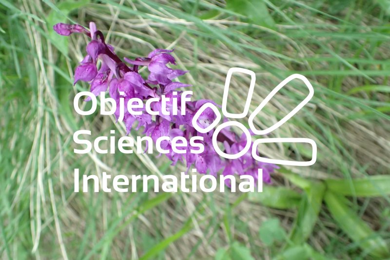 Keywords: Orchis ovalis