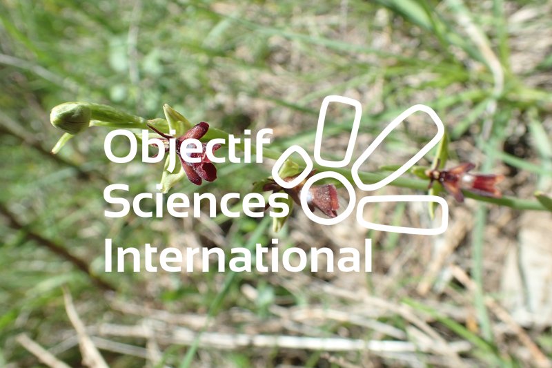 Keywords: Orchis insectifera