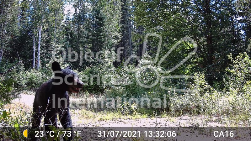 Ours Caméra à détection de mouvements 1#
Keywords: canada,wolf,camera trap,bear,ours,biodiversita