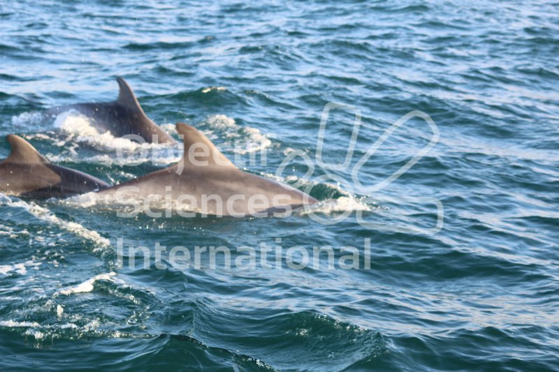 Grands dauphins, Jersey
Keywords: observation,cétacés,Bretagne