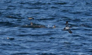 chasse-puffins_dauphins.JPG