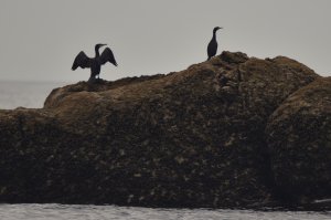 grand-cormoran.JPG