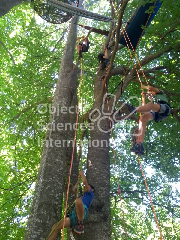 Keywords: grimpe,arbre,activité scientifique