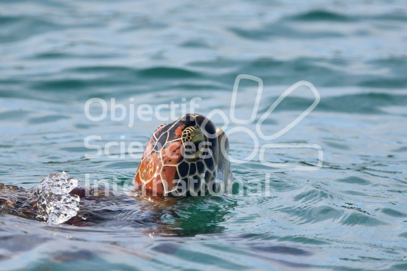 Keywords: tortue marine,Nosy Bê,photo-identification