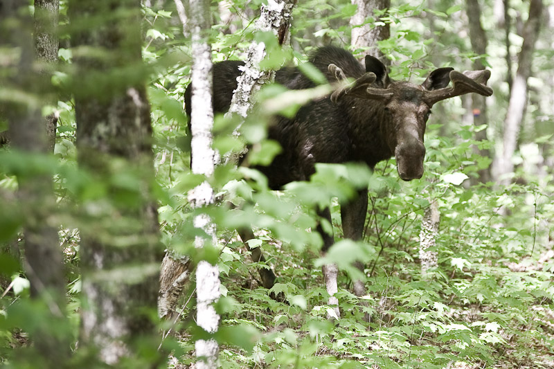 Keywords: QuÃƒÂ©bec