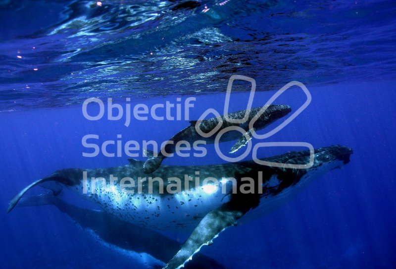 Baleine, baleineau et escorte prÃ¨s du rÃ©cif
Keywords: baleine