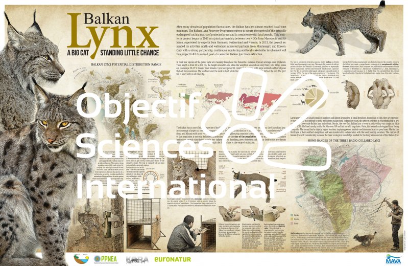 balkan-lynx--a-big-cat-standing-little-chance_55b260360787b.jpg
