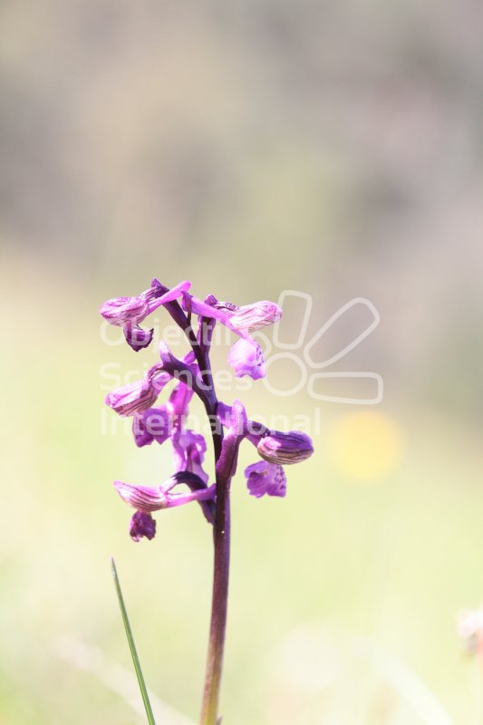 Anacamptis_morio.JPG