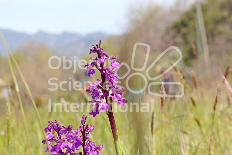 Keywords: Orchis