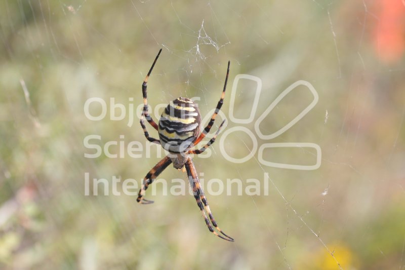 Argiope_bruneichii.jpg