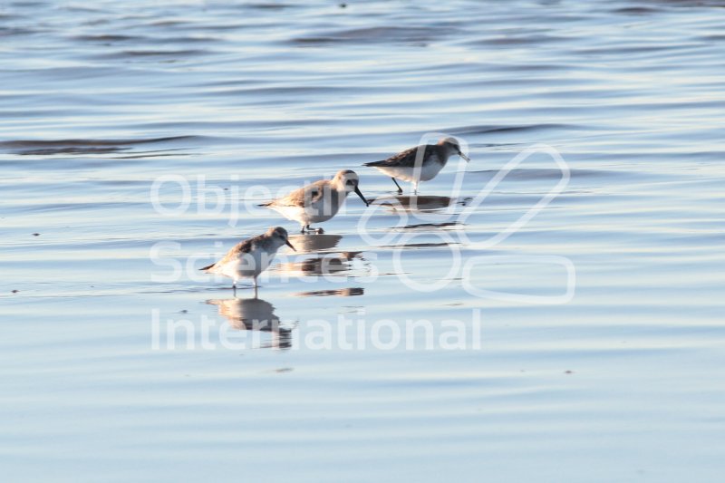 Keywords: bécasseaux,oiseau,formation naturaliste biodiversita,camargue