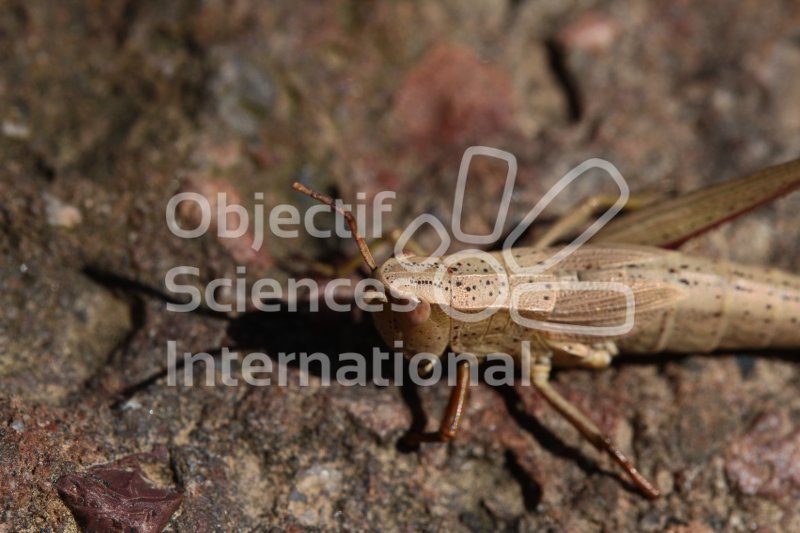 Keywords: orthoptère,insecte,formation naturaliste biodiversita