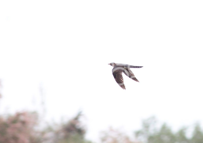 Keywords: formation naturaliste biodiversita,camargue,oiseau,printemps,coucou gris