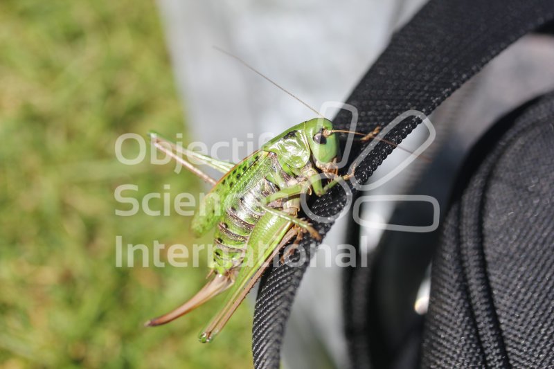 Decticus_verrucivorus_28229.jpg