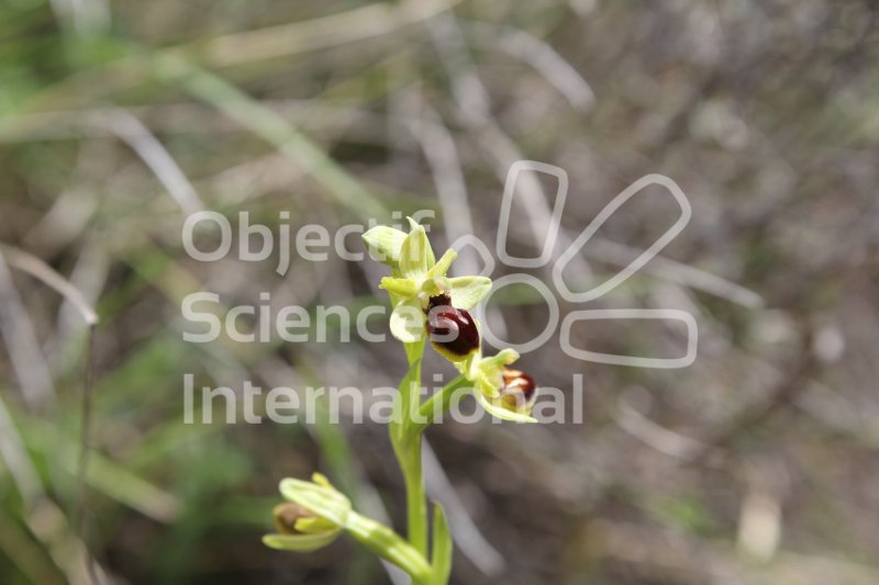Keywords: petite araignée - orchidée - biodiversita - FBI