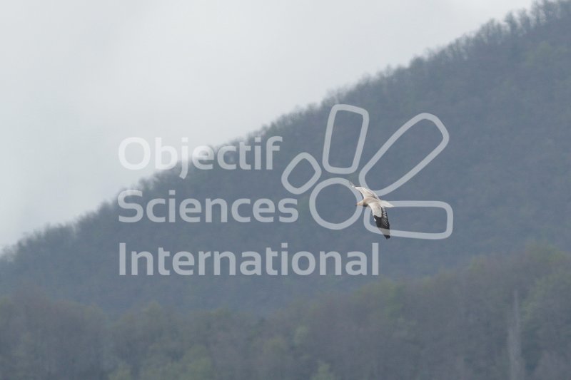Keywords: vautour percnoptère - biodiversita - rapaces - FBI