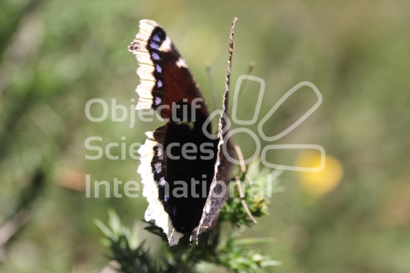 Keywords: Papillon,Morio,insecte,pyrénées,formation naturaliste biodiversita