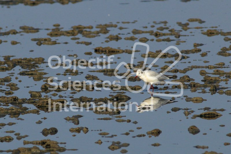 Mouette_rieuse.JPG