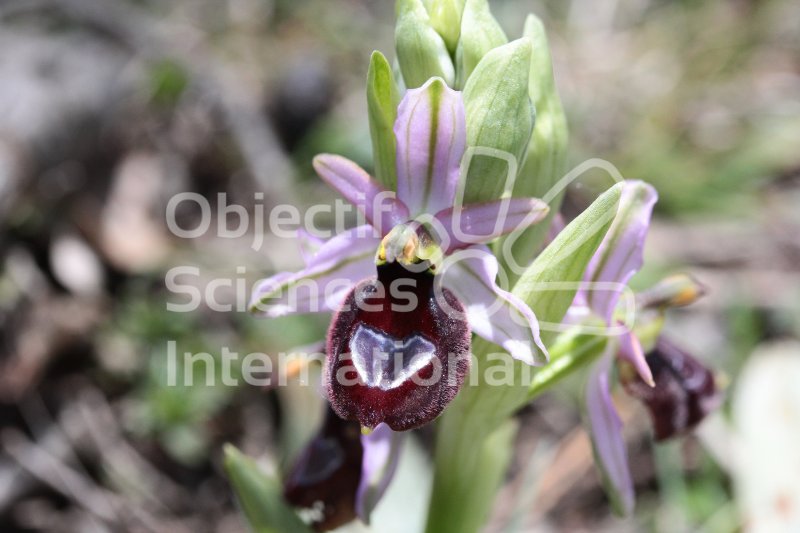 Ophrys_drumana_28229.JPG