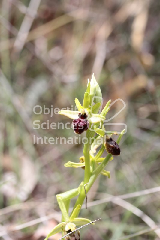 Keywords: orchidée ophrys araneola