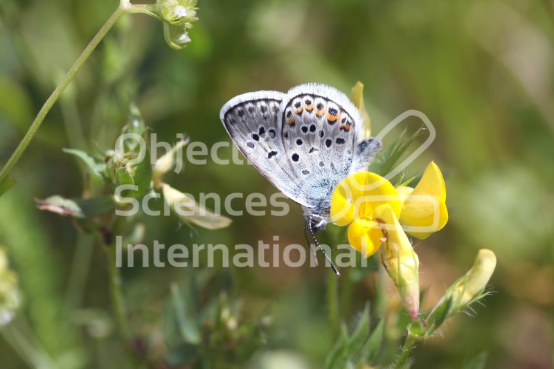 Keywords: formation biodiversita,photographie naturaliste,papillon,serpolet