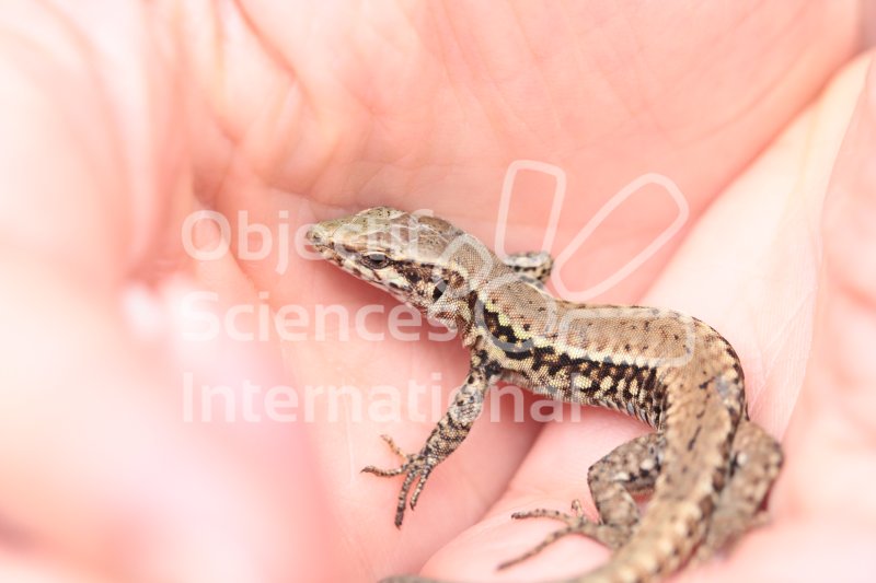 Keywords: podarcis muralis lézard