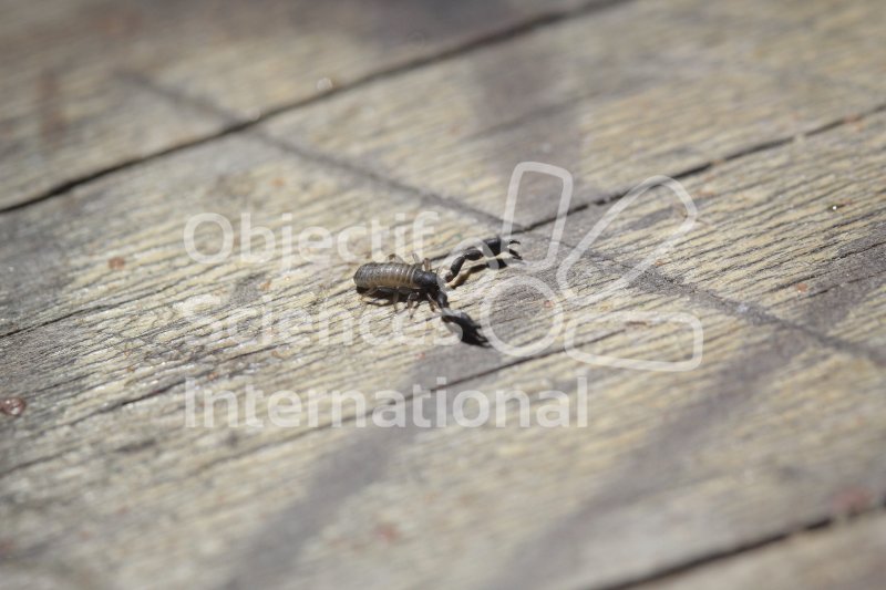 Pseudoscorpion.jpg