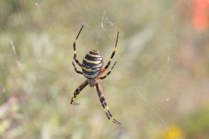 Argiope_bruneichii.jpg