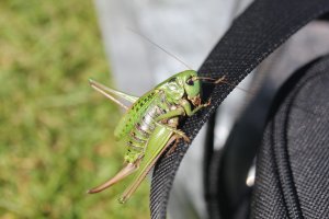 Decticus_verrucivorus_28229.jpg